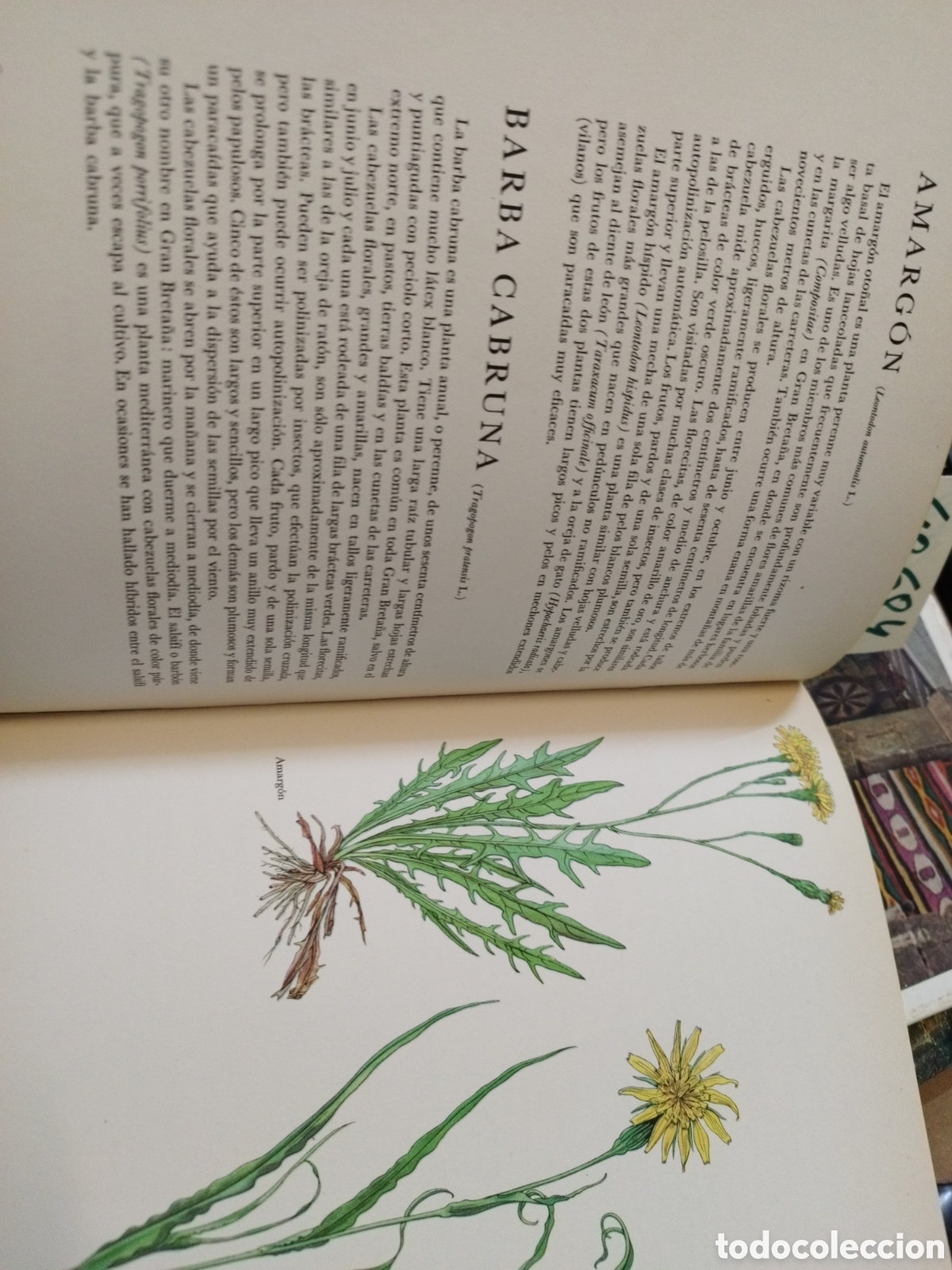 Libros: FLORES SILVESTRES - BARTON,J.G. - Foto 7
