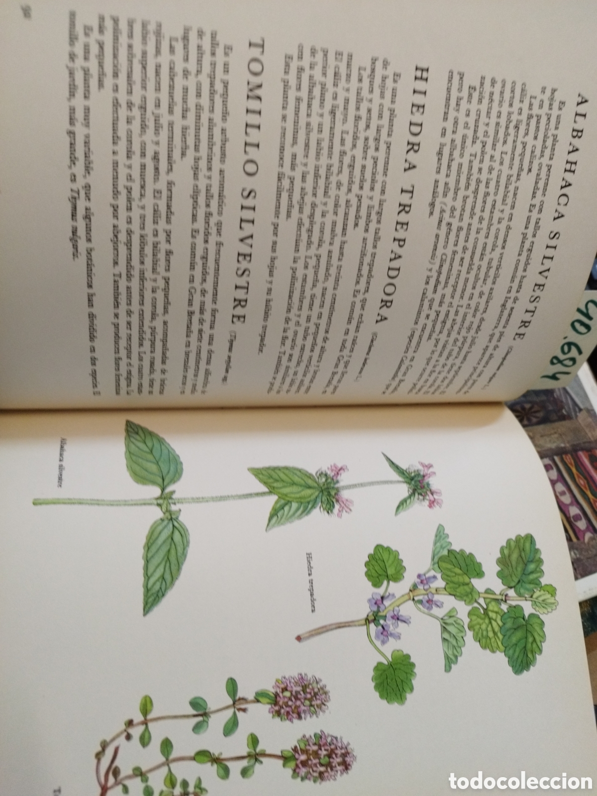 Libros: FLORES SILVESTRES - BARTON,J.G. - Foto 8