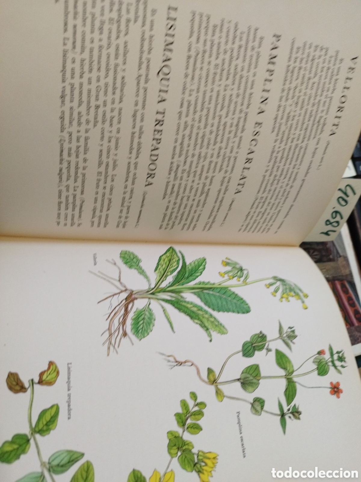 Libros: FLORES SILVESTRES - BARTON,J.G. - Foto 9