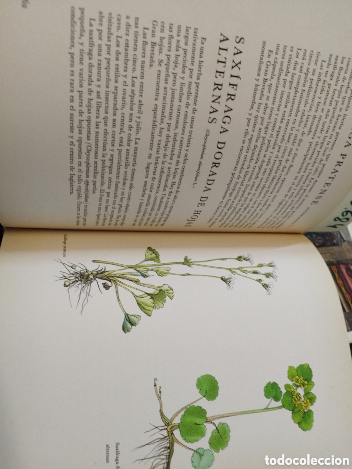 Libros: FLORES SILVESTRES - BARTON,J.G. - Foto 10