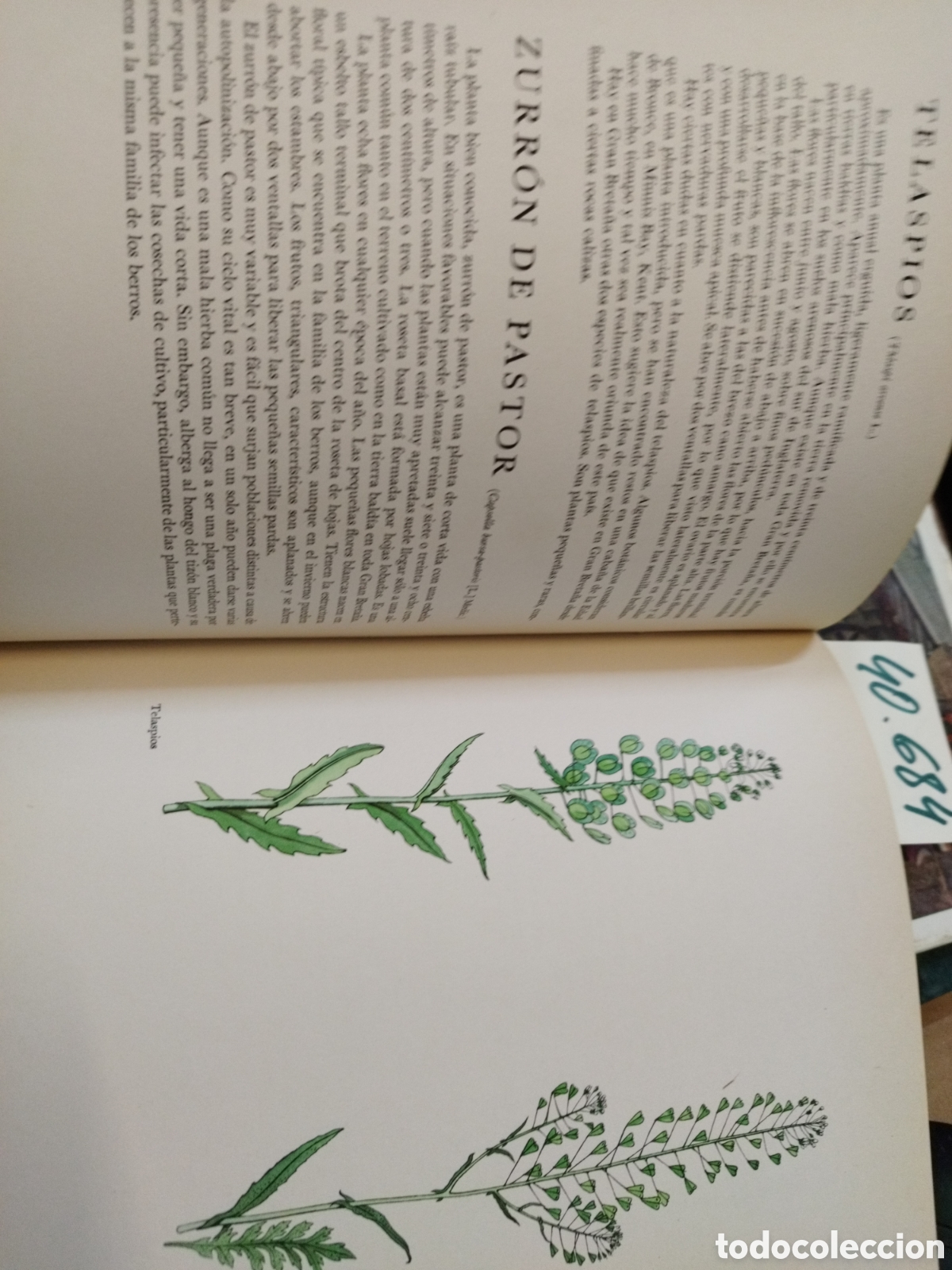 Libros: FLORES SILVESTRES - BARTON,J.G. - Foto 11