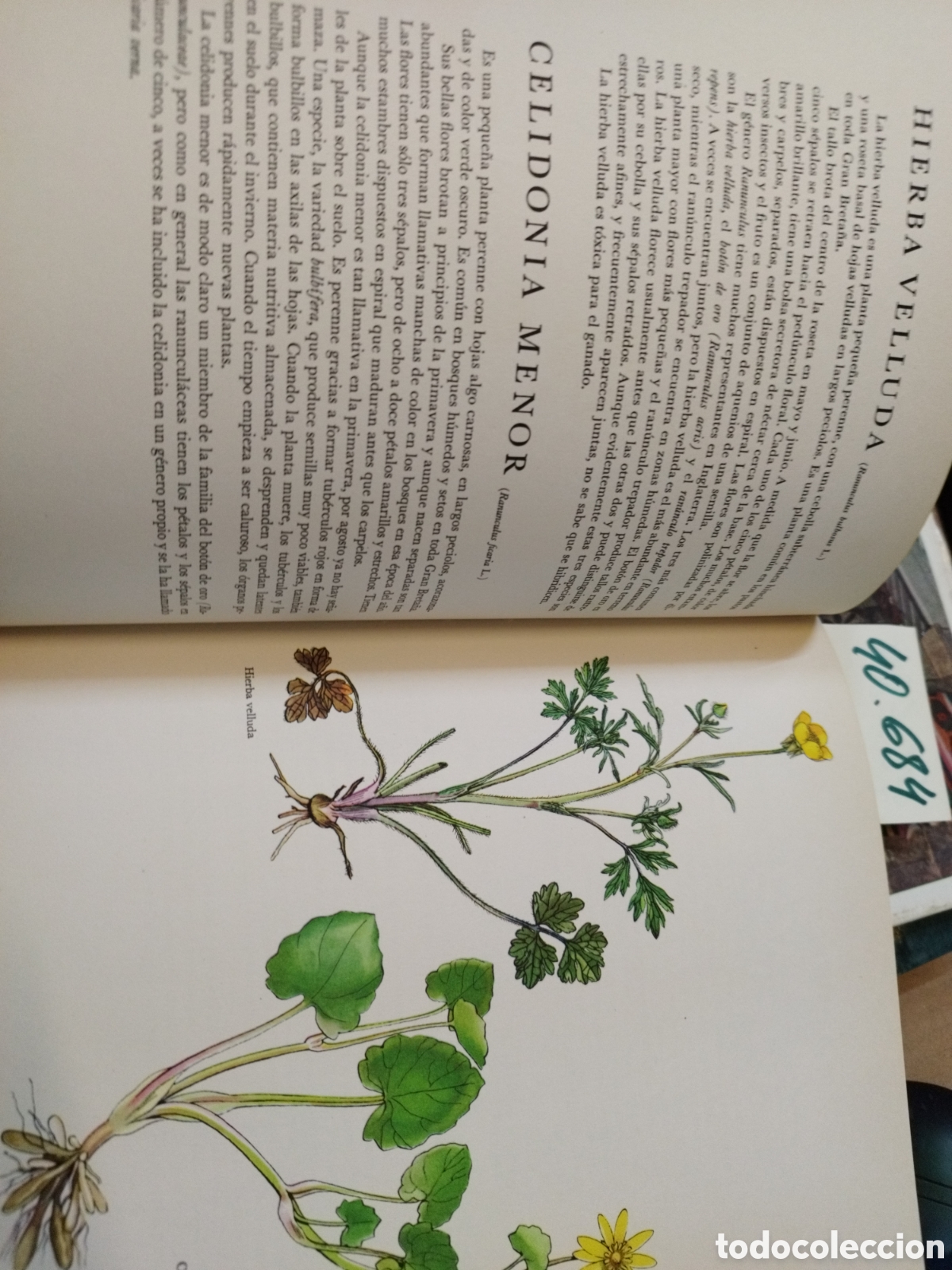 Libros: FLORES SILVESTRES - BARTON,J.G. - Foto 12