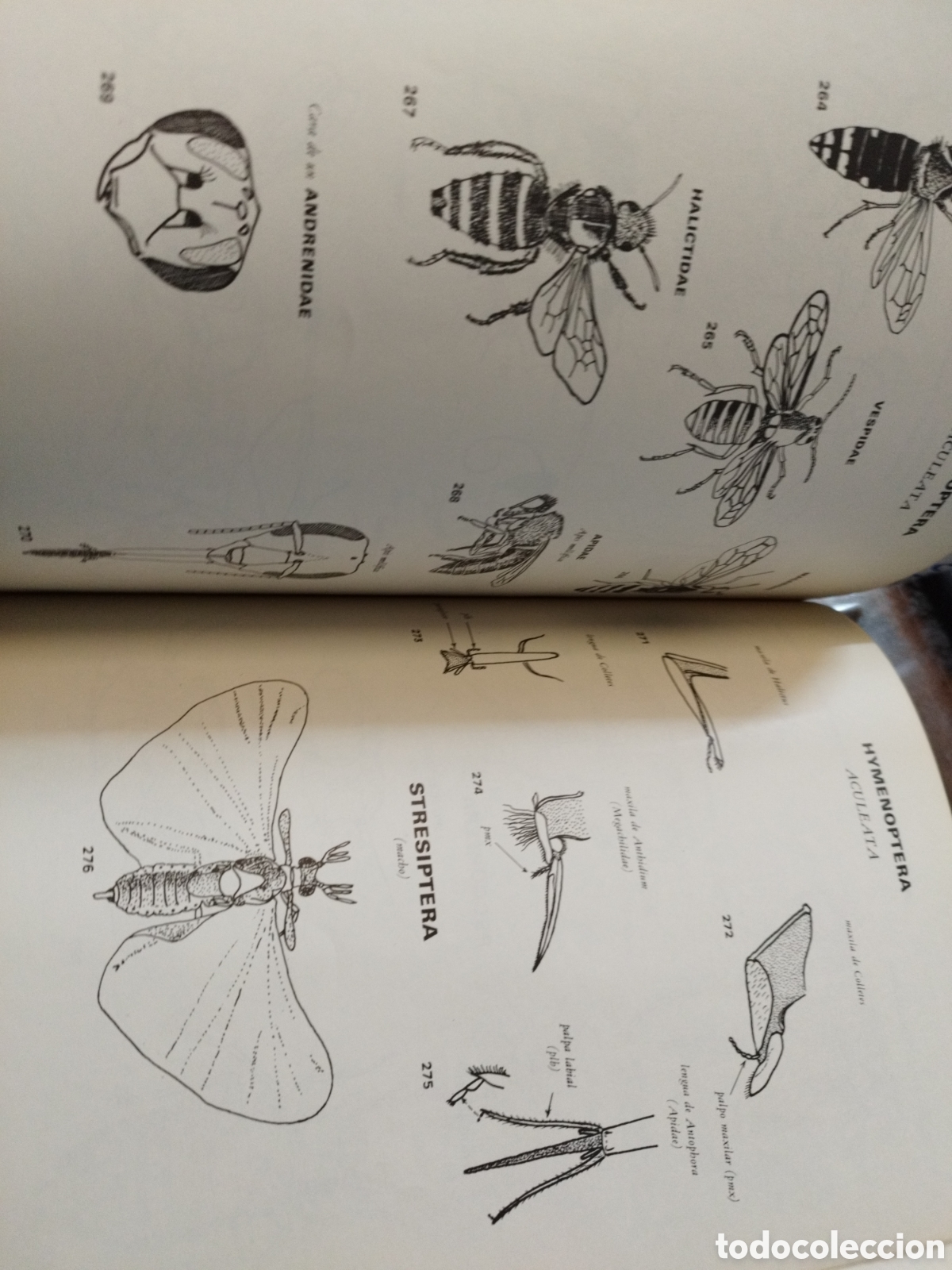 Libros: SISTEMATICA Y BIOLOGIA DE LOS INSECTOS - ROTH,M. - Foto 7