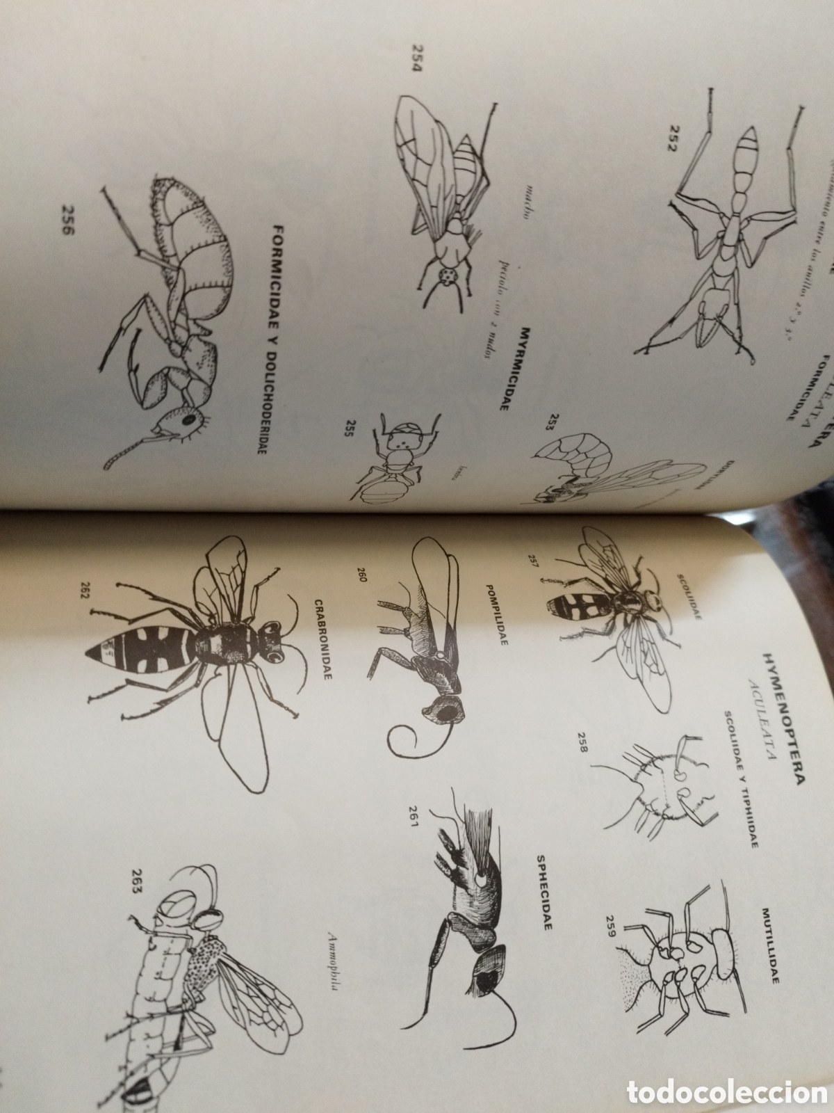 Libros: SISTEMATICA Y BIOLOGIA DE LOS INSECTOS - ROTH,M. - Foto 8