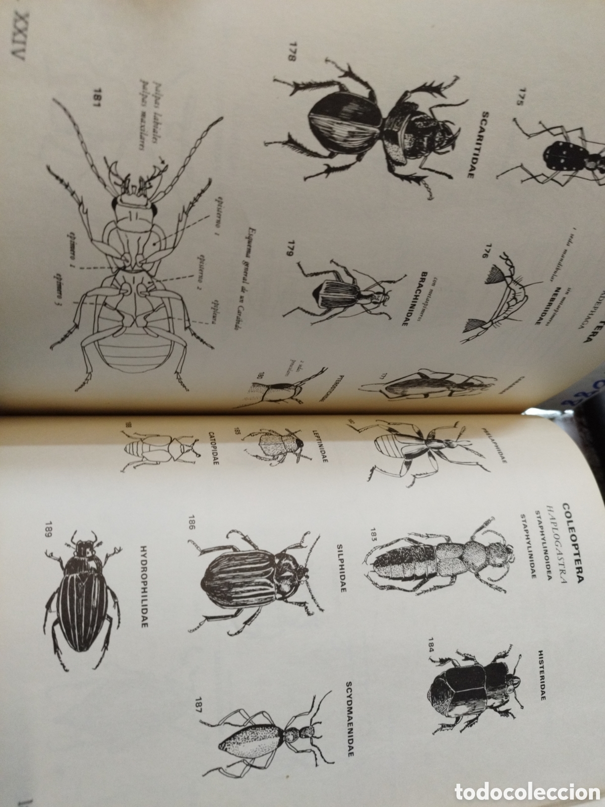Libros: SISTEMATICA Y BIOLOGIA DE LOS INSECTOS - ROTH,M. - Foto 9