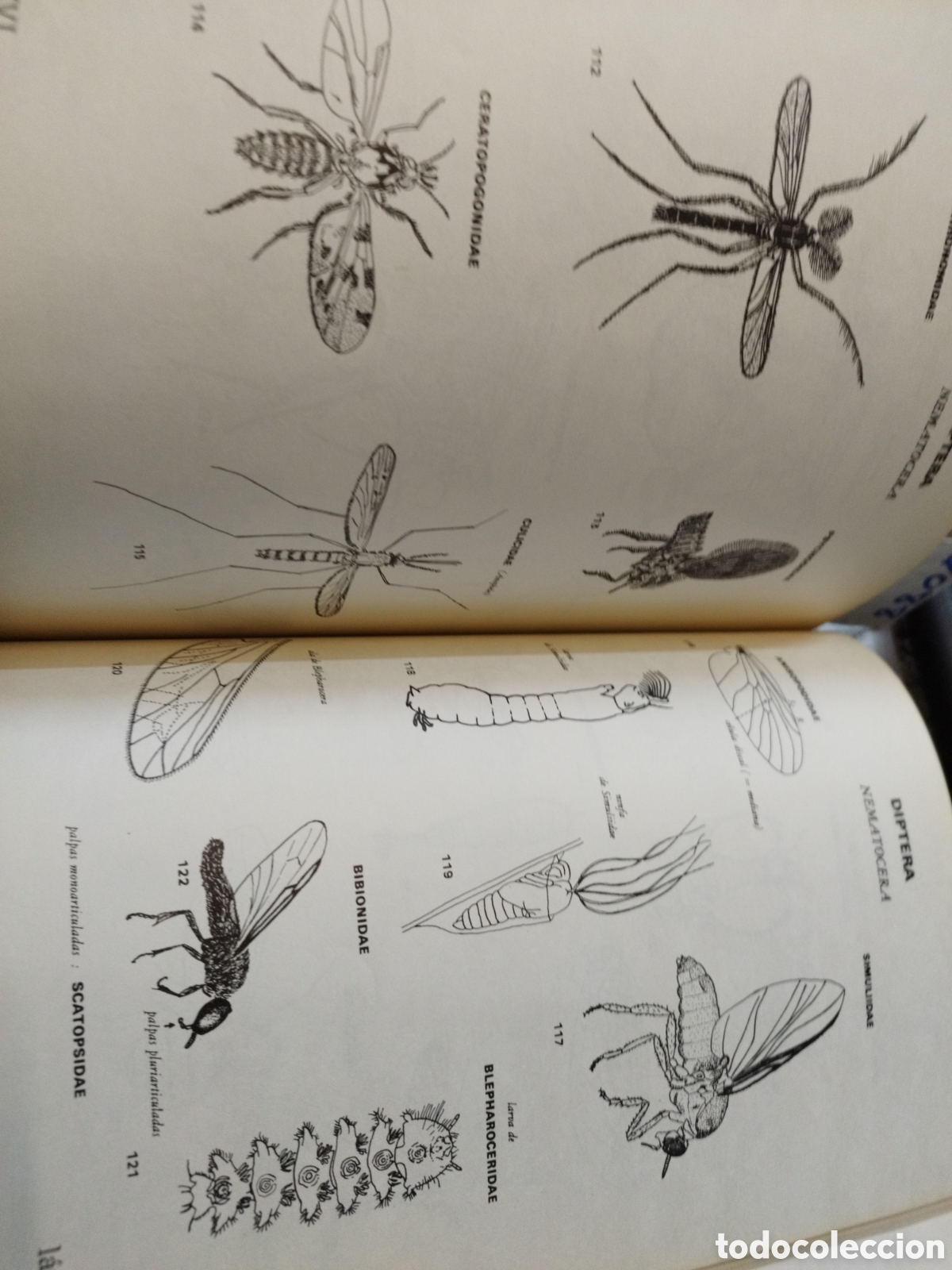 Libros: SISTEMATICA Y BIOLOGIA DE LOS INSECTOS - ROTH,M. - Foto 10