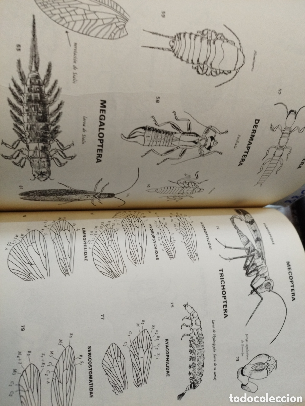 Libros: SISTEMATICA Y BIOLOGIA DE LOS INSECTOS - ROTH,M. - Foto 11