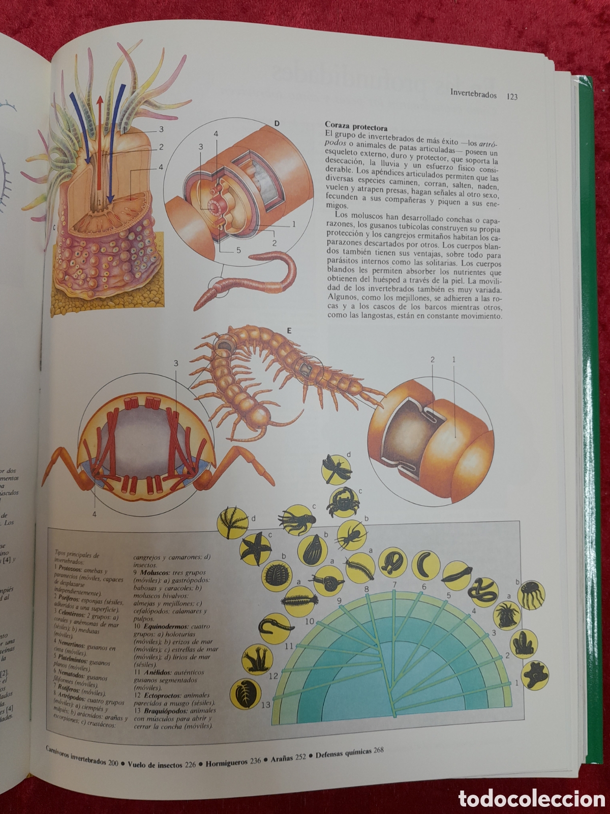 Libros: L-1883. C&Oacute;MO FUNCIONA LA NATURALEZA. C&Iacute;RCULO DE LECTORES. 1992 - Foto 6