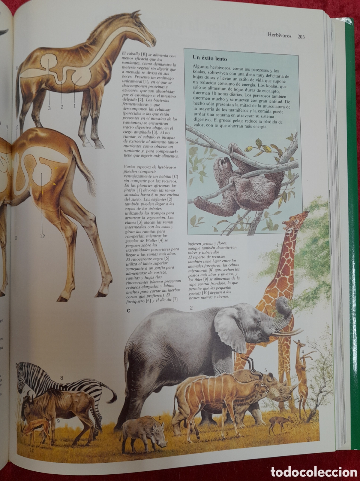 Libros: L-1883. C&Oacute;MO FUNCIONA LA NATURALEZA. C&Iacute;RCULO DE LECTORES. 1992 - Foto 8