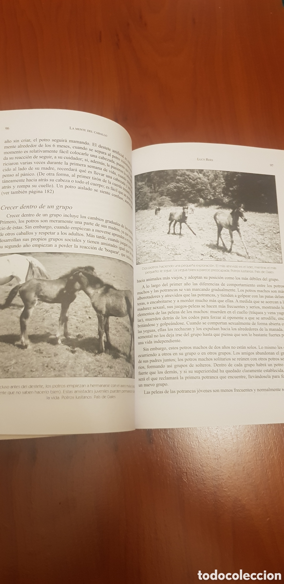 Libros: La mente del caballo Lucy Rees Noticias Sl - Foto 2