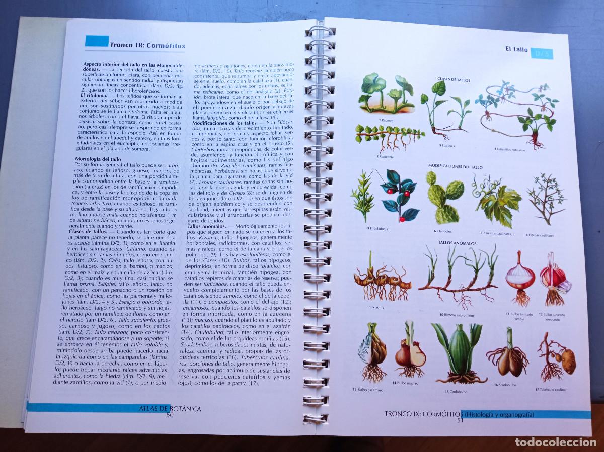 Libros: J.M. Thomas-Dom&eacute;nech - Atlas tem&aacute;tico de Bot&aacute;nica - Foto 2
