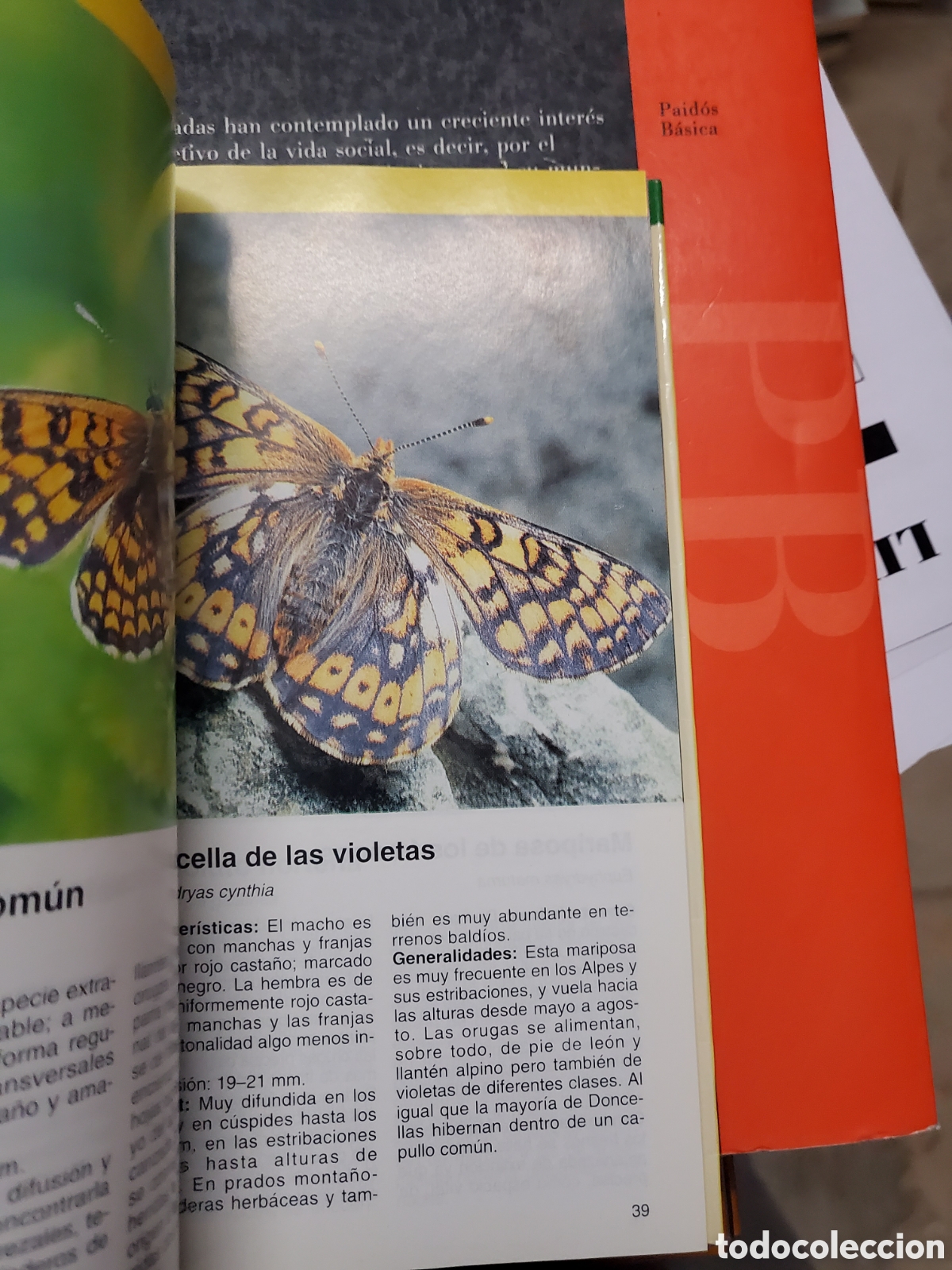 Libros: Mariposas. Diurnas y Nocturnas - Zepf-Gerstmeier - Foto 3
