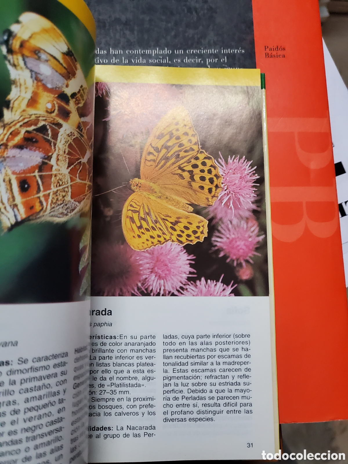Libros: Mariposas. Diurnas y Nocturnas - Zepf-Gerstmeier - Foto 4
