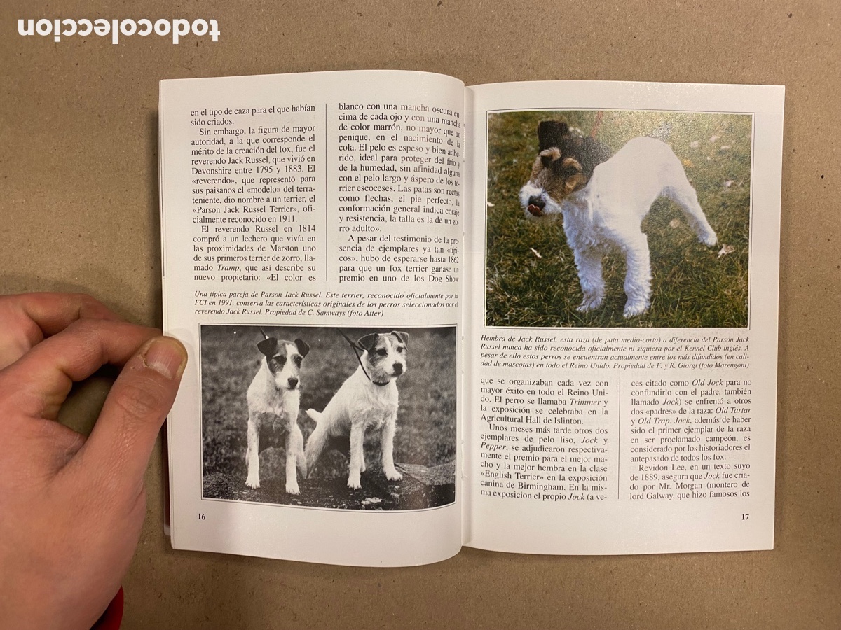 Libros: EL FOX TERRIER. ALBERTO MARENGONI. EDITORIAL DE VECCHI 1998. COLECCI&Oacute;N PERROS DE RAZA. - Foto 4