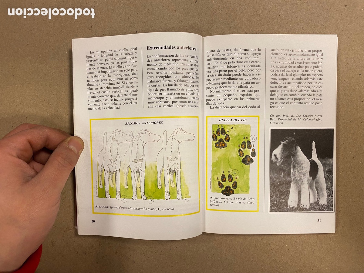 Libros: EL FOX TERRIER. ALBERTO MARENGONI. EDITORIAL DE VECCHI 1998. COLECCI&Oacute;N PERROS DE RAZA. - Foto 5