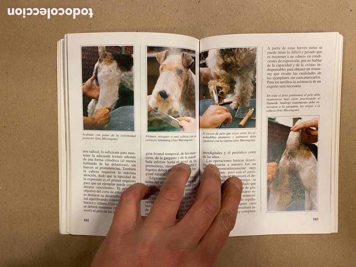 Libros: EL FOX TERRIER. ALBERTO MARENGONI. EDITORIAL DE VECCHI 1998. COLECCI&Oacute;N PERROS DE RAZA. - Foto 6