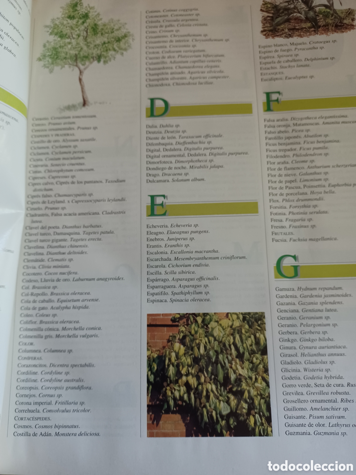 Libros: Barybook El Libro de Oro de las planta y los jardines ABC - Foto 4