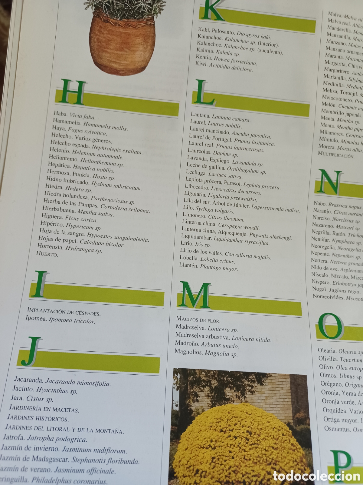 Libros: Barybook El Libro de Oro de las planta y los jardines ABC - Foto 5