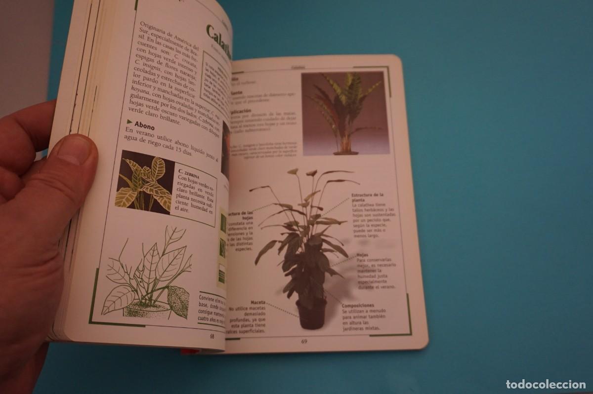 Libros: AR17B/ EL CUIDADO DE LAS PLANTAS DE INTERIOR / SUSAETA - Foto 5