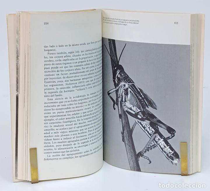 Libros: CHAUVIN (R&eacute;my). El mundo de los insectos - Foto 3
