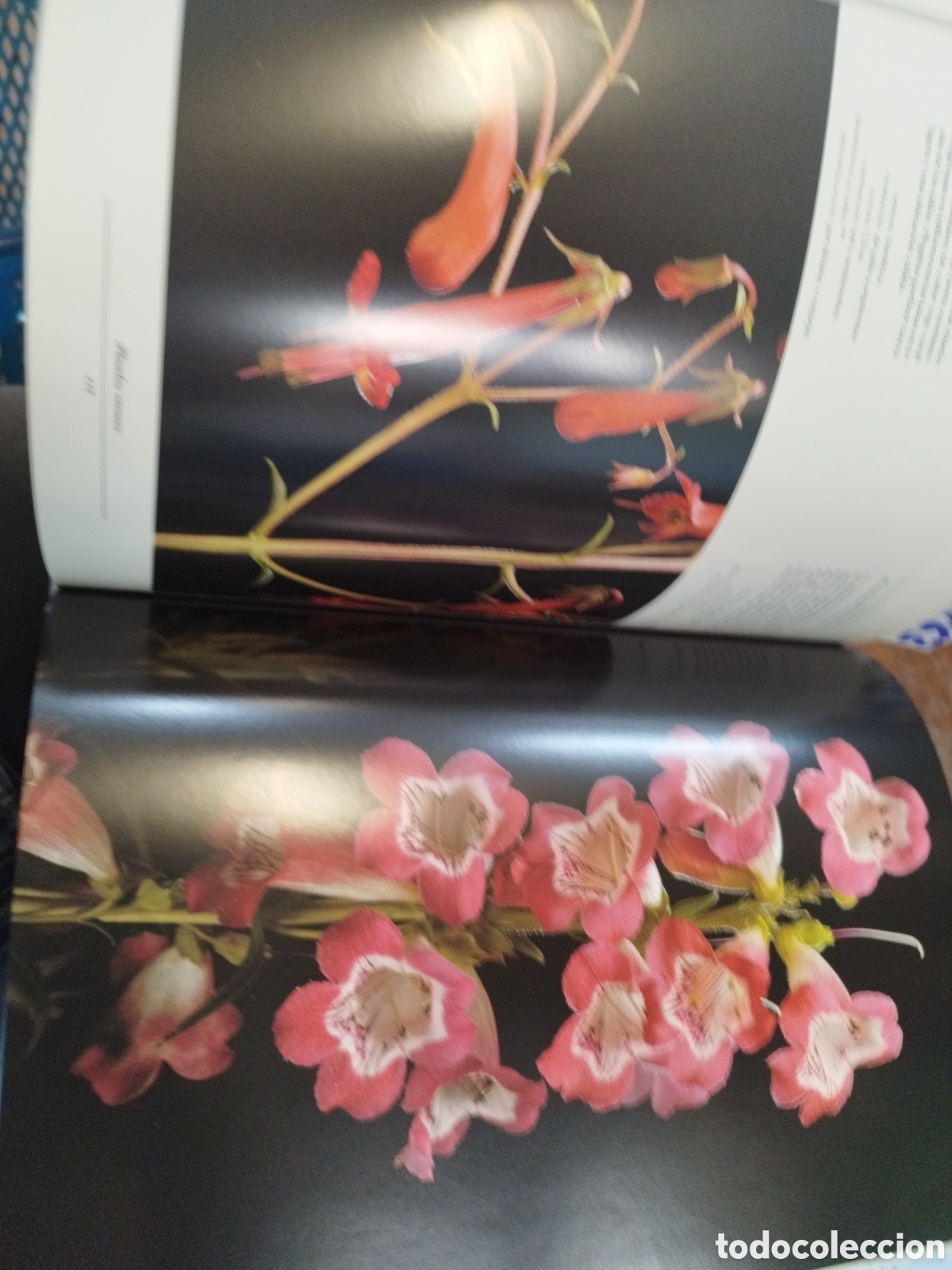 Libros: PLANTAS VIVACES - FERRAUD,Marion - Foto 6