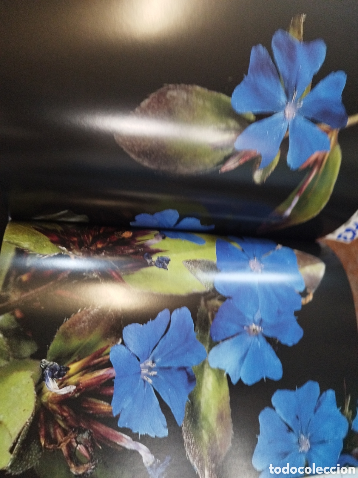 Libros: PLANTAS VIVACES - FERRAUD,Marion - Foto 7