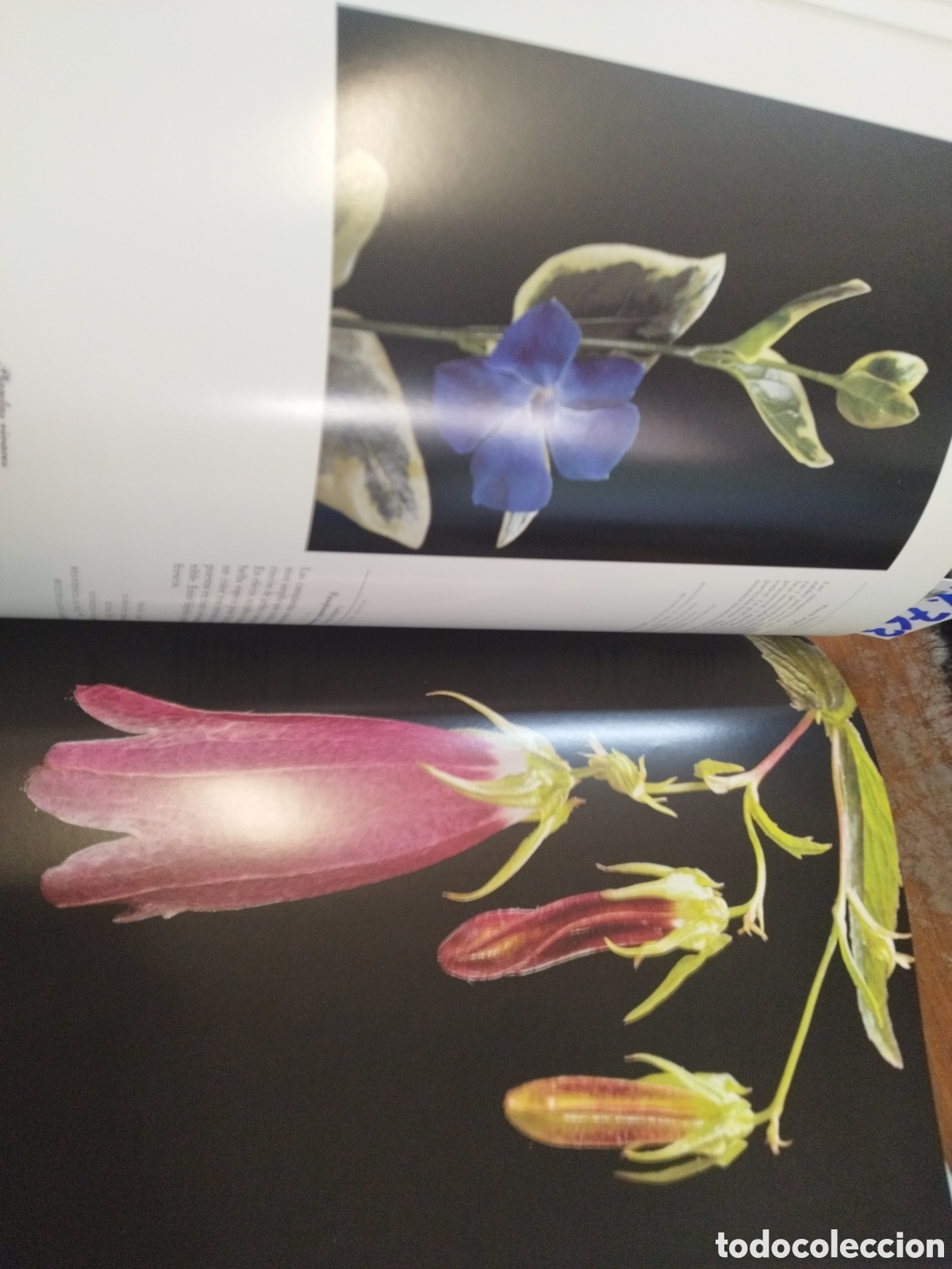 Libros: PLANTAS VIVACES - FERRAUD,Marion - Foto 8