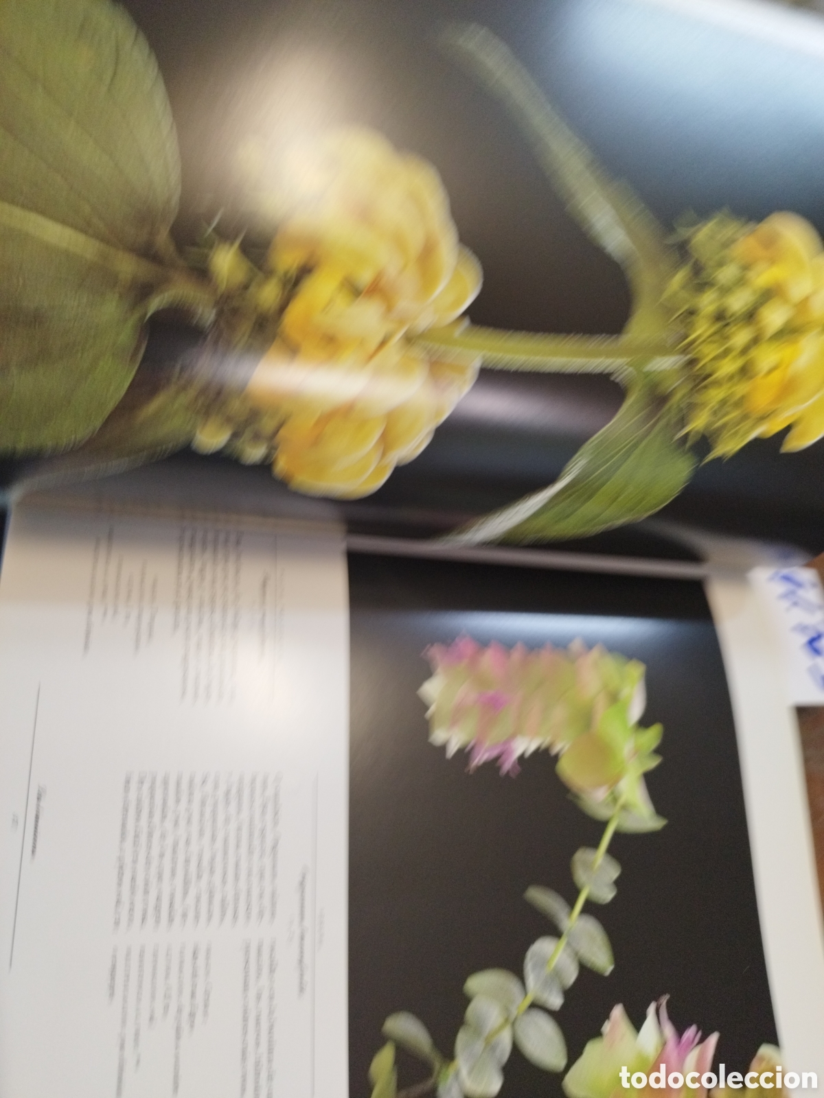 Libros: PLANTAS VIVACES - FERRAUD,Marion - Foto 9