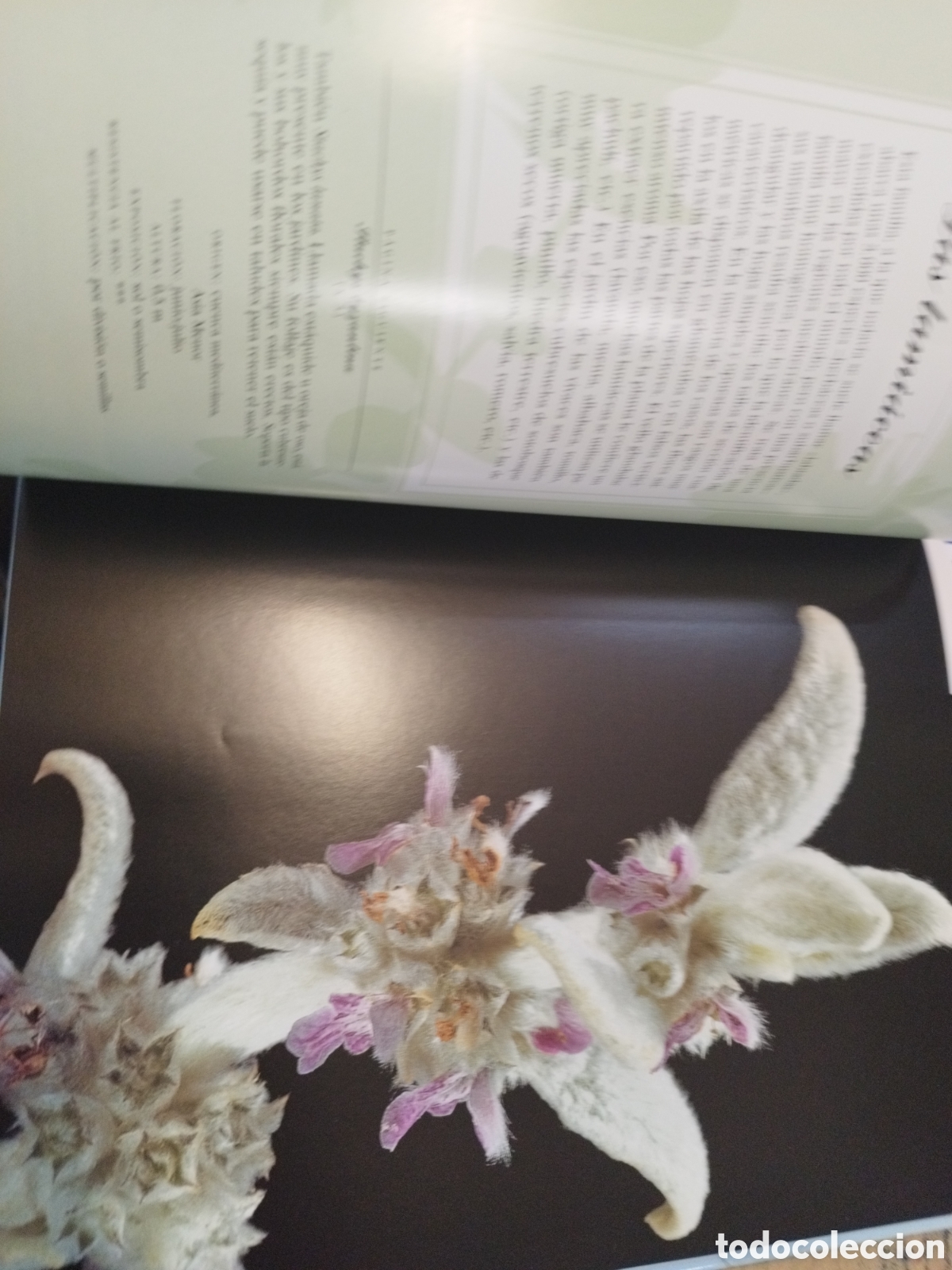 Libros: PLANTAS VIVACES - FERRAUD,Marion - Foto 10