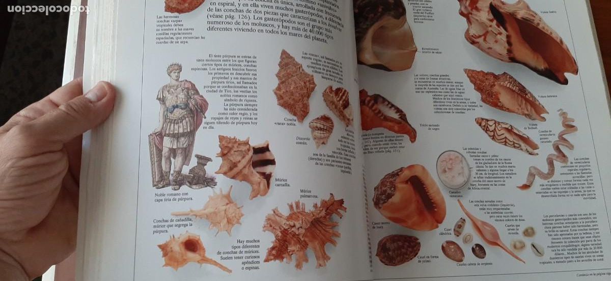 Libros: ENCICLOPEDIA VISUAL DE LOS SERES VIVOS. GRAN FORMATO. EL PAIS. ALTEA - Foto 4