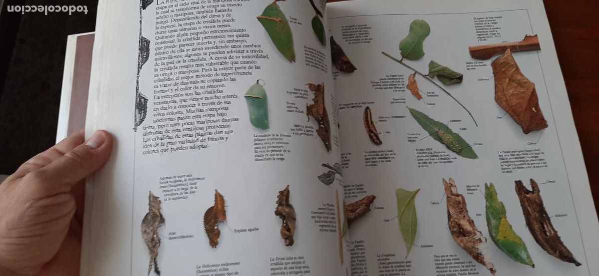 Libros: ENCICLOPEDIA VISUAL DE LOS SERES VIVOS. GRAN FORMATO. EL PAIS. ALTEA - Foto 5