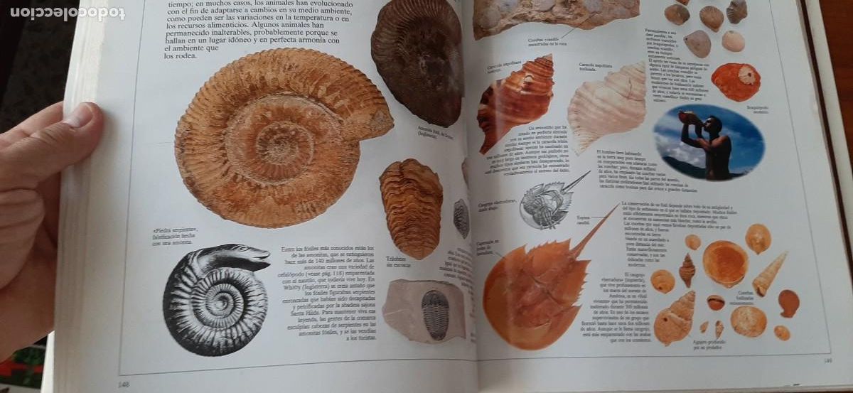 Libros: ENCICLOPEDIA VISUAL DE LOS SERES VIVOS. GRAN FORMATO. EL PAIS. ALTEA - Foto 8
