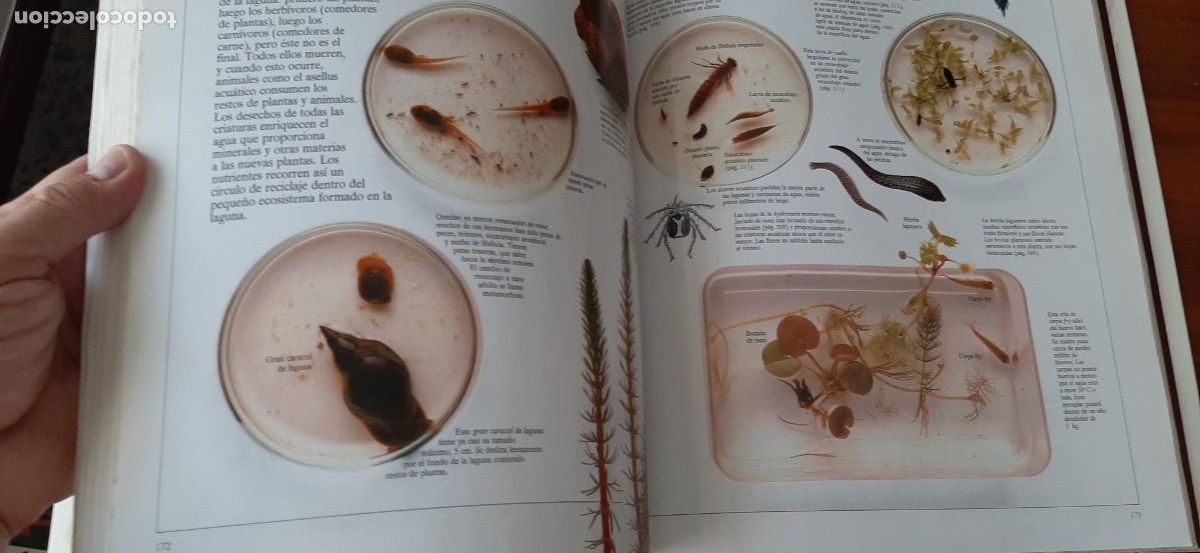 Libros: ENCICLOPEDIA VISUAL DE LOS SERES VIVOS. GRAN FORMATO. EL PAIS. ALTEA - Foto 9