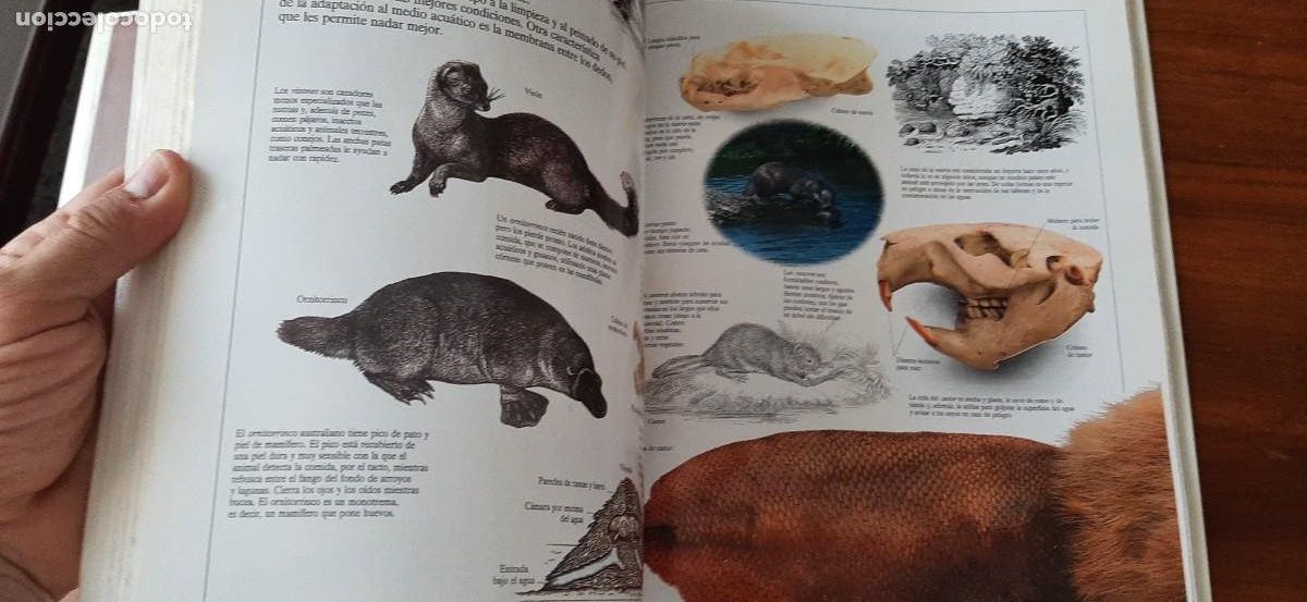 Libros: ENCICLOPEDIA VISUAL DE LOS SERES VIVOS. GRAN FORMATO. EL PAIS. ALTEA - Foto 10