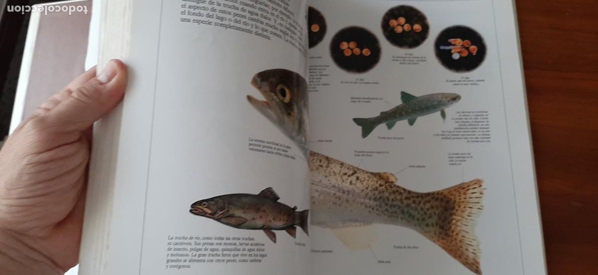 Libros: ENCICLOPEDIA VISUAL DE LOS SERES VIVOS. GRAN FORMATO. EL PAIS. ALTEA - Foto 11