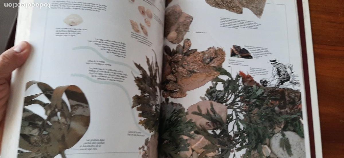 Libros: ENCICLOPEDIA VISUAL DE LOS SERES VIVOS. GRAN FORMATO. EL PAIS. ALTEA - Foto 12