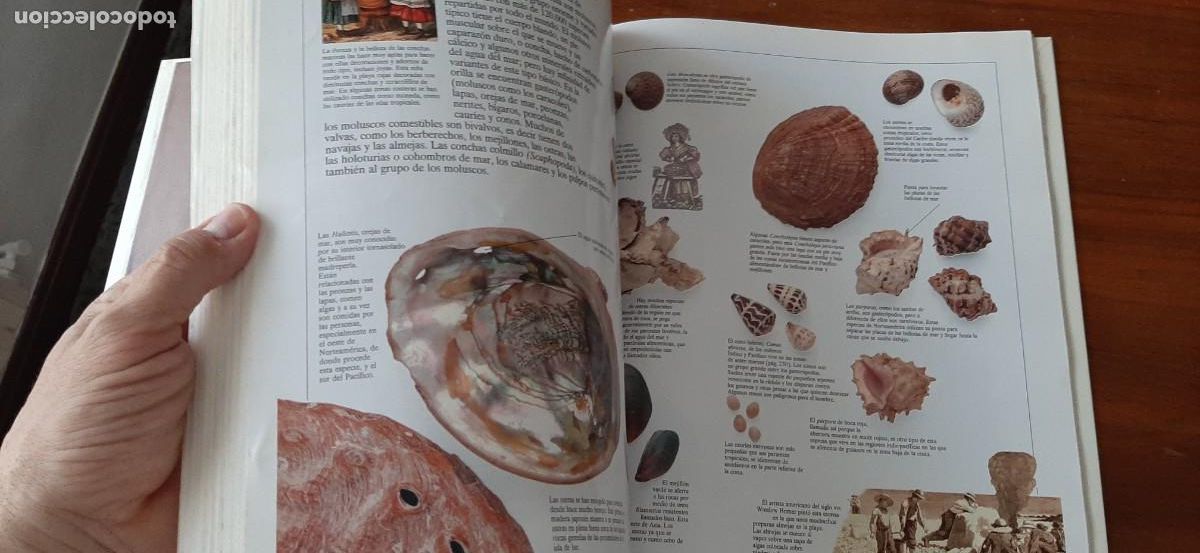 Libros: ENCICLOPEDIA VISUAL DE LOS SERES VIVOS. GRAN FORMATO. EL PAIS. ALTEA - Foto 13