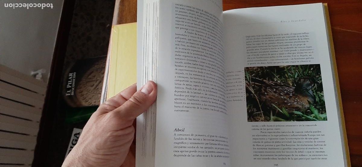Libros: UN A&Ntilde;O EN LA VIDA DE LA ESPA&Ntilde;A SALVAJE. BORJA CARDELUS - Foto 5