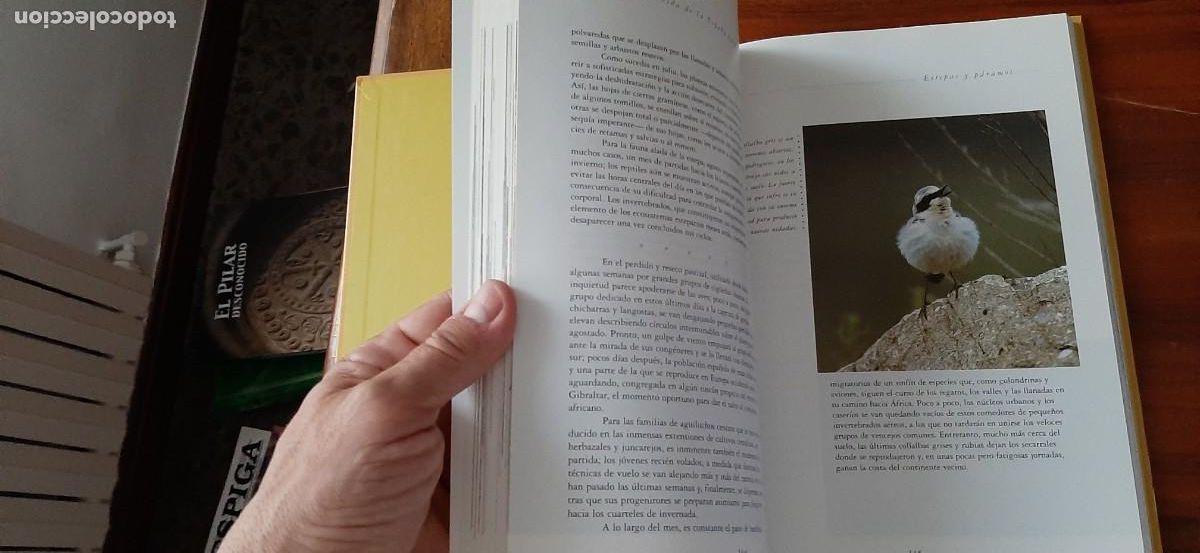 Libros: UN A&Ntilde;O EN LA VIDA DE LA ESPA&Ntilde;A SALVAJE. BORJA CARDELUS - Foto 6