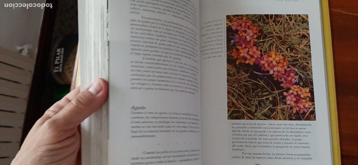 Libros: UN A&Ntilde;O EN LA VIDA DE LA ESPA&Ntilde;A SALVAJE. BORJA CARDELUS - Foto 8