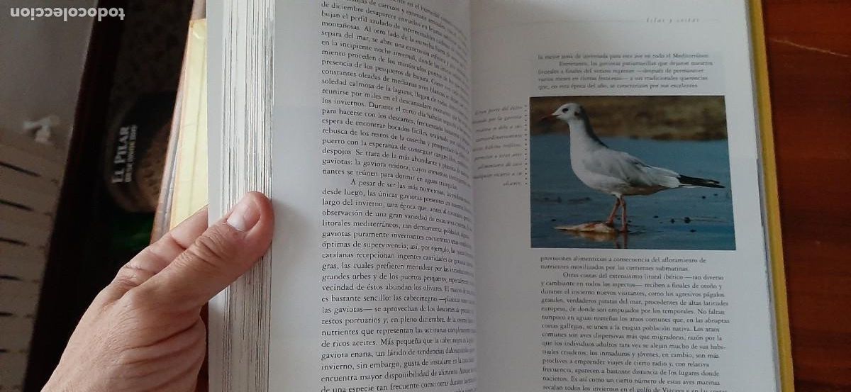 Libros: UN A&Ntilde;O EN LA VIDA DE LA ESPA&Ntilde;A SALVAJE. BORJA CARDELUS - Foto 9