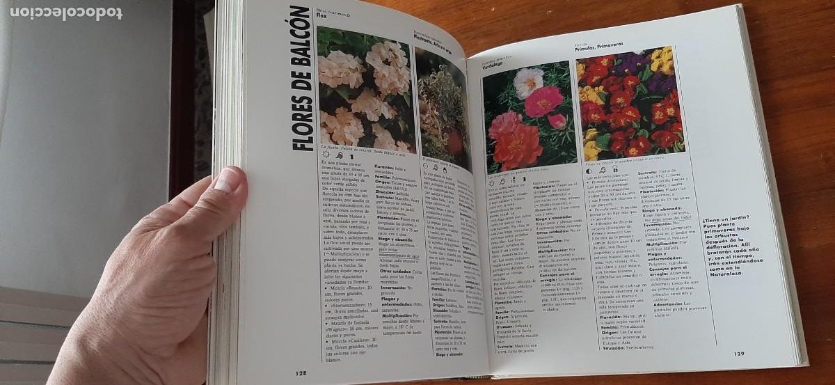 Libros: EL GRAN LIBRO DE PLANTAS DE TERRAZA Y BALCON. EVEREST. HALINA HEITZ - Foto 4