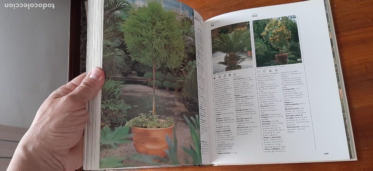Libros: EL GRAN LIBRO DE PLANTAS DE TERRAZA Y BALCON. EVEREST. HALINA HEITZ - Foto 6