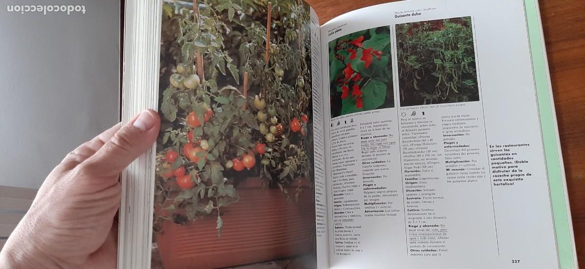 Libros: EL GRAN LIBRO DE PLANTAS DE TERRAZA Y BALCON. EVEREST. HALINA HEITZ - Foto 7