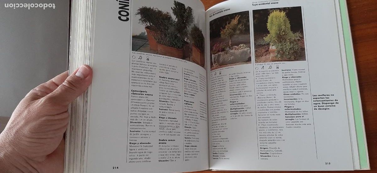 Libros: EL GRAN LIBRO DE PLANTAS DE TERRAZA Y BALCON. EVEREST. HALINA HEITZ - Foto 8