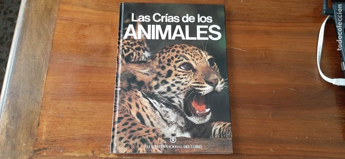 Libros: LAS CRIAS DE LOS ANIMALES. CLUB INTERNACIONAL DEL LIBRO - Foto 1