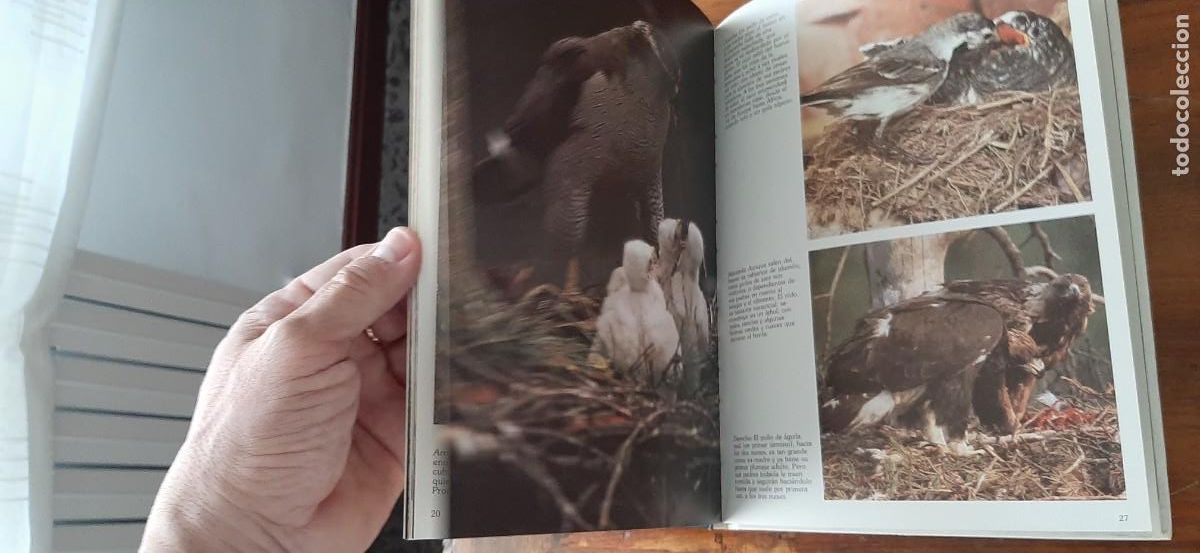 Libros: LAS CRIAS DE LOS ANIMALES. CLUB INTERNACIONAL DEL LIBRO - Foto 3