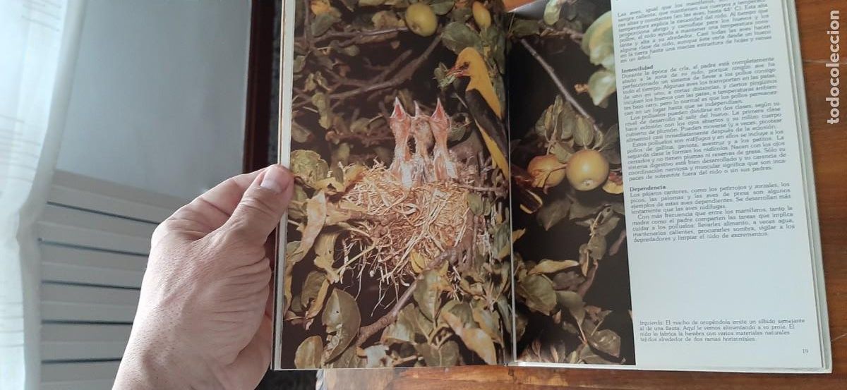 Libros: LAS CRIAS DE LOS ANIMALES. CLUB INTERNACIONAL DEL LIBRO - Foto 4