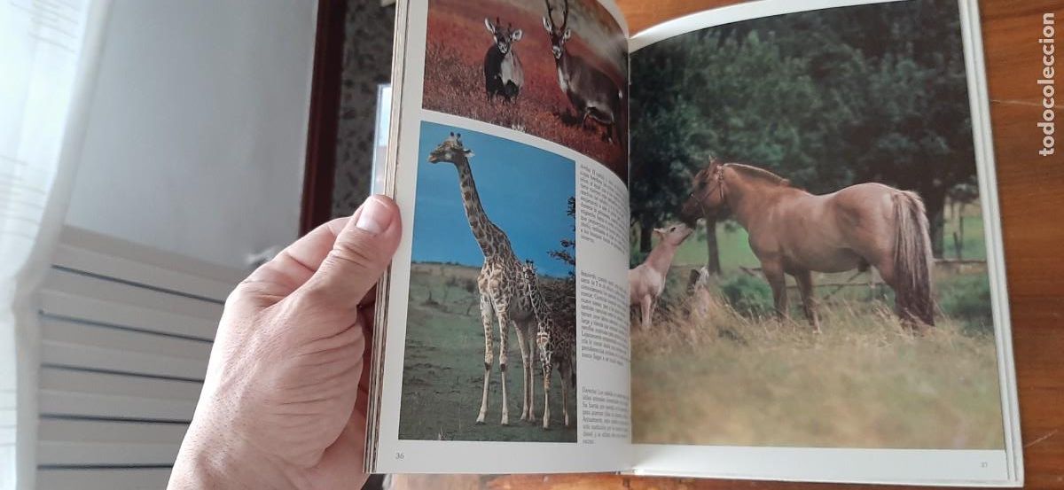 Libros: LAS CRIAS DE LOS ANIMALES. CLUB INTERNACIONAL DEL LIBRO - Foto 5