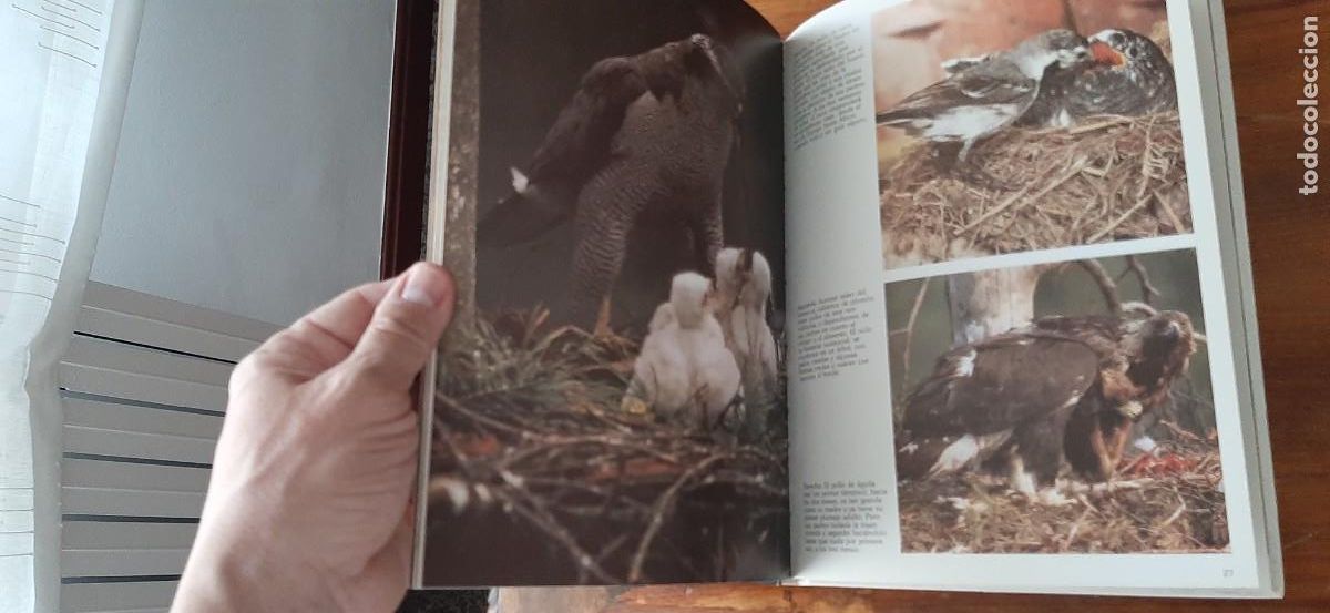 Libros: LAS CRIAS DE LOS ANIMALES. CLUB INTERNACIONAL DEL LIBRO - Foto 6